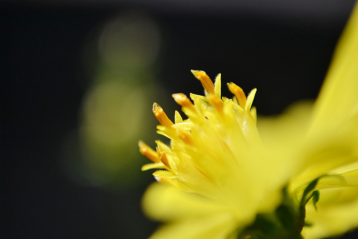 Nektar, Blume, gelbe Blume, Zentrum einer Blume, Sommer, Blüte, Natur