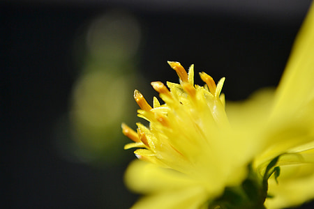 νέκταρ, λουλούδι, κίτρινο λουλούδι, κέντρο ενός λουλουδιού, το καλοκαίρι, άνθος, φύση