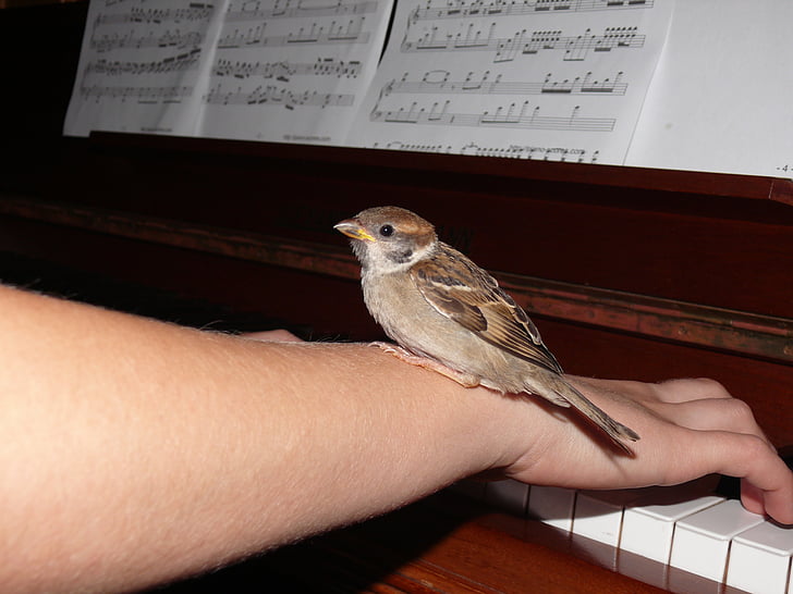vrabec, ptica, živali, nežno, glasba