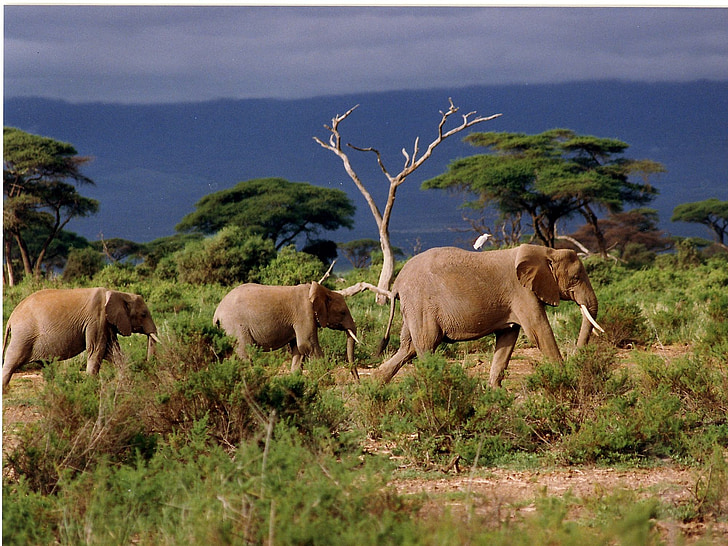 animal, animais selvagens, mamíferos, elefante, savana, estepe de grama, África