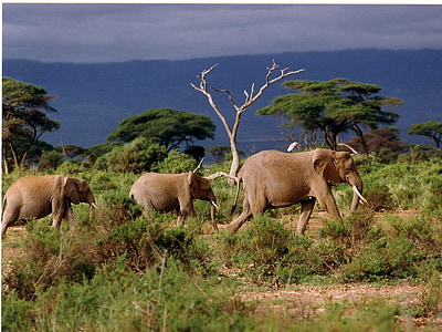 zwierząt, dzikie zwierzęta, ssaki, Słoń, Savannah, stepie traw, Afryka