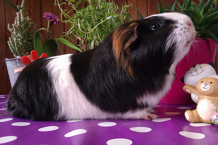 Guinea pig, capelli lisci, nager, roditore