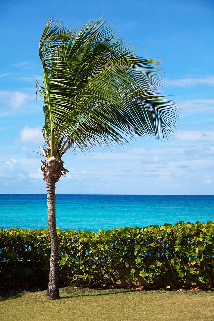 beach, beautiful, blue, coast, landscape, ocean, palm