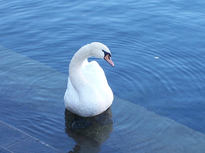 Swan, Luzern, Danau, burung, alam, air, hewan