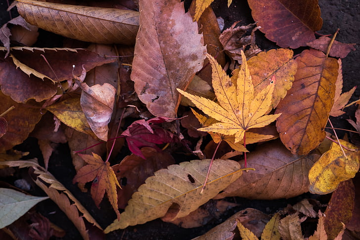 Syksy, kuivia lehtiä, syksyllä, maahan, lehdet, vaahteranlehti, lehti
