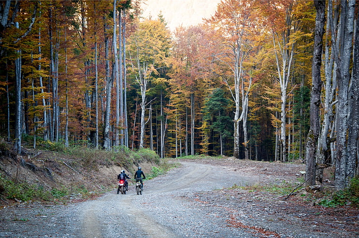 two, people, riding, motorcycle, pathway, trees, dirt bikes