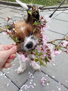개, 봄, 꽃