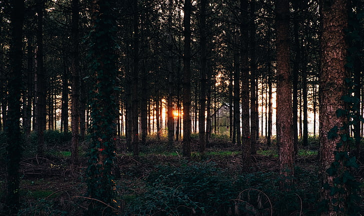 Woods, skov, grøn, træer, rejse, eventyr, Sunset