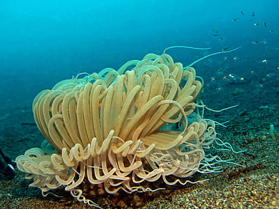 dưới nước, lặn biển, động vật, thủy, anemone, Việt Nam