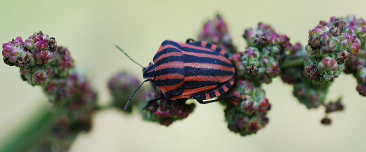 insect, red, black, nature, striped, arthropod