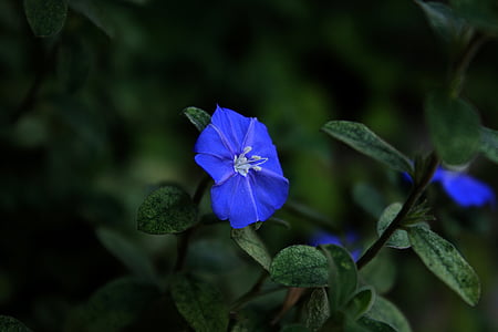 blaue Blume cerrado, blaue Blume, Blau, Garten, Natur, Blumen