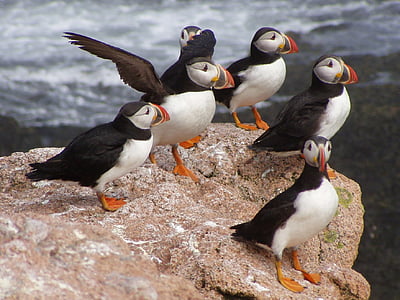 Atlantik puffins, kuşlar, yaban hayatı, doğa, Deniz, kaya, renkli