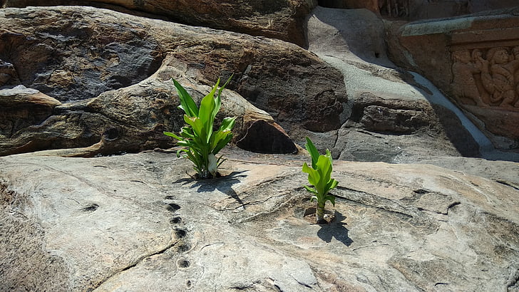 Rock, thực vật, tồn tại, đá