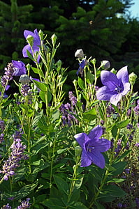 Hoa, bóng hoa, Trung Quốc bellflower, mùa hè, Sân vườn, Bellflower gia đình, Hoa