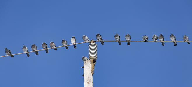 birds, pole, sky, nature, animal, wire, wildlife