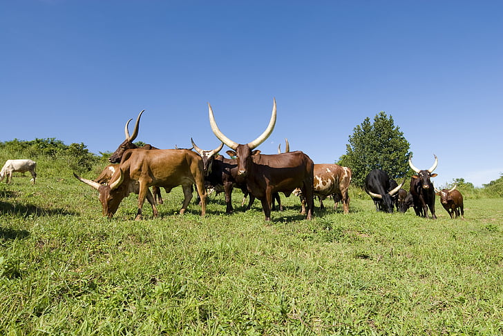 ankole cows, cows, grazing, uganda, long horns, blue sky, africa
