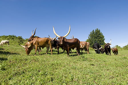 Ankole koeien, koeien, begrazing, Oeganda, lange hoorns, blauwe hemel, Afrika