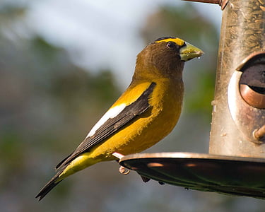 feeder, bird, perches, evening, an, grosbeak, birds
