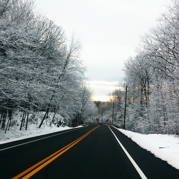 Road, sti, træ, grene, plante, natur, sne