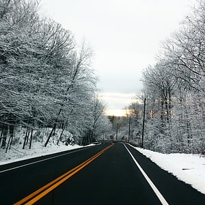 road, path, tree, branches, plant, nature, snow