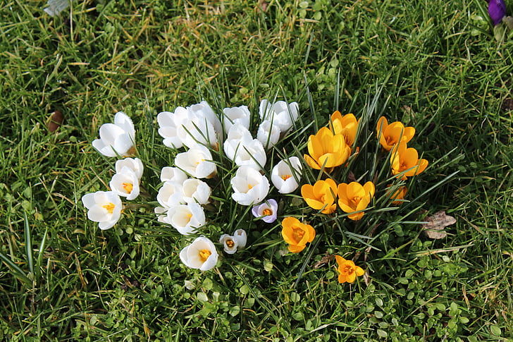 krokas, gėlės, pavasarį, geltona, balta
