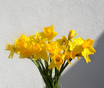 daffodils, osterglocken, yellow, spring, blossom, bloom, flowers