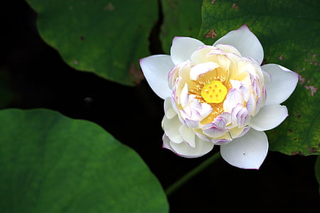 Lotus, blanc, flor, Mein, budisme, verd, el Lotus leaf