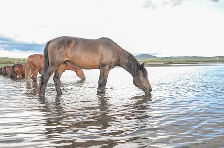 häst, vatten, Prairie, djur, däggdjur, naturen, vilda djur
