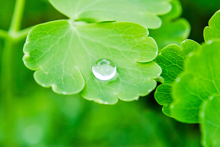 a drop of, rain, drop of rain, after the rain, macro, plant, flora