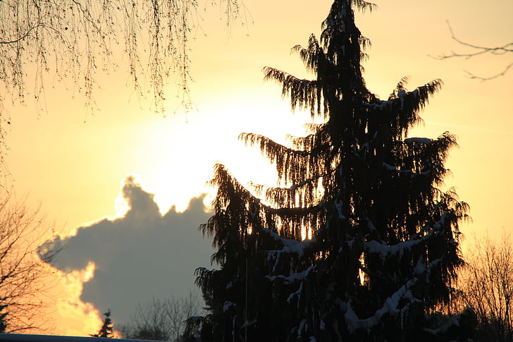 posta de sol, l'hivern, Avet, natura, agulles de pi, planta, hivernal