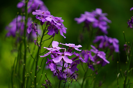 Wild, Anlage, Blume, violett, Natur, Flora, Blüte