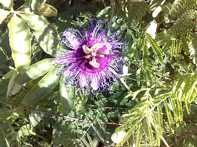 fiore, frutto della passione, fiore della passione, Flore de maracujá mato, vale fare jequitinhonha, natura, pianta