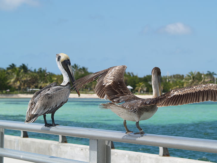ruskea pelicans, Key Westin, valkoinen street Kalastus peer, Pelican