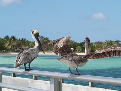pruun pelicans, Key west, valge tänava Kalastamine peer, Pelican