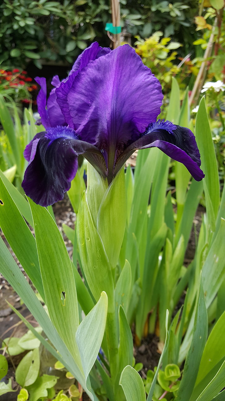 purple, iris, flower