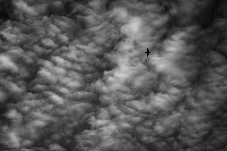 cielo, uccello, Nuvola, Lonely, da solo, singola, bianco e nero