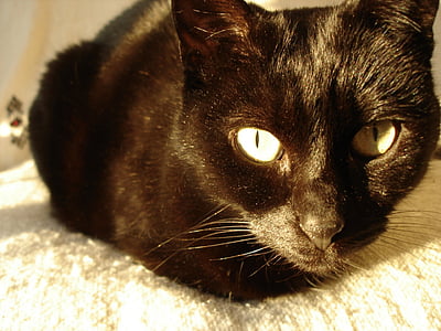 mačka, črna, portret, domače, kratkodlaka mačka, pet, mačji