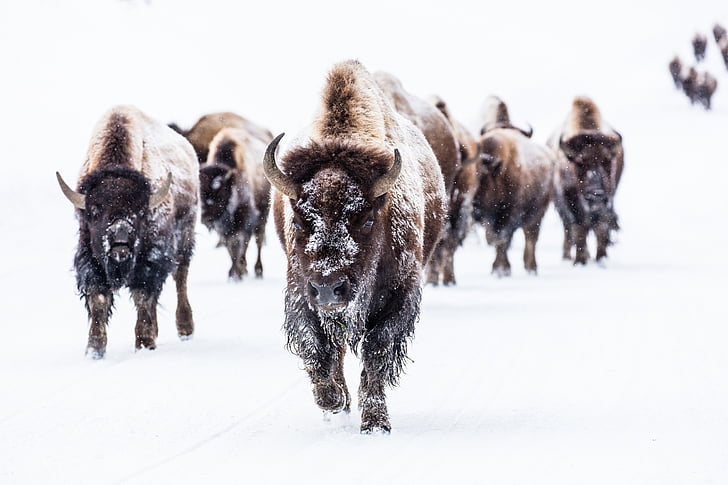 bison, buffalo, group, herd, snow, walking, landscape
