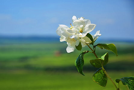 flower, green, plant, white, spring, sunshine, nature