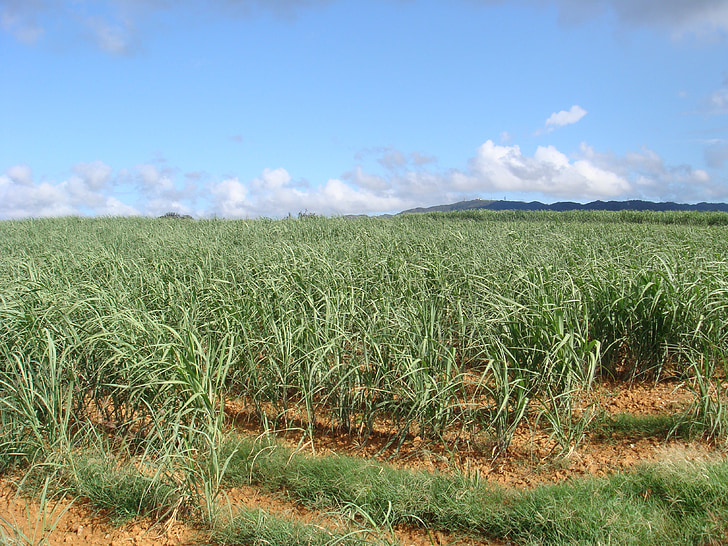 campos de cana de açúcar, Okinawa, Verão