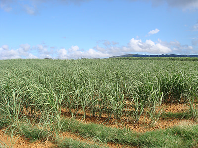 sokeriruoko kentät, Okinawa, kesällä