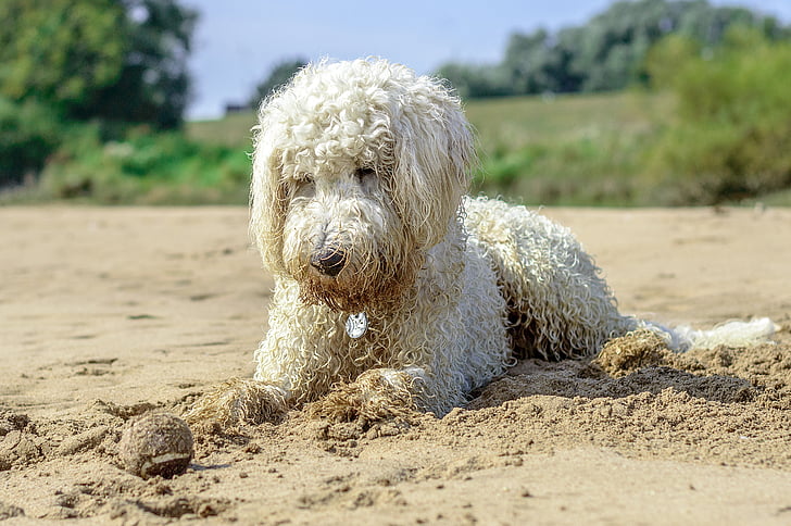 golden doodle, beach, ball, dog, play, water, beach sea