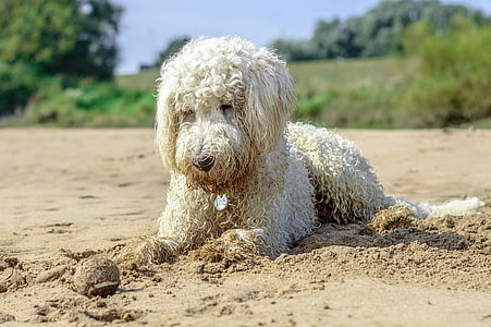 Golden doodle, Beach, pallo, koira, pelata, vesi, rannalta meri