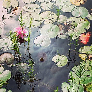 Lilly pad, nước, nở hoa, water lily, Thiên nhiên, Ao, thực vật