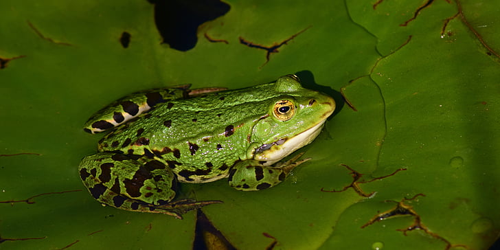 frosk, vann frosk, dyr, natur, amfibier, grønn, Frog pond