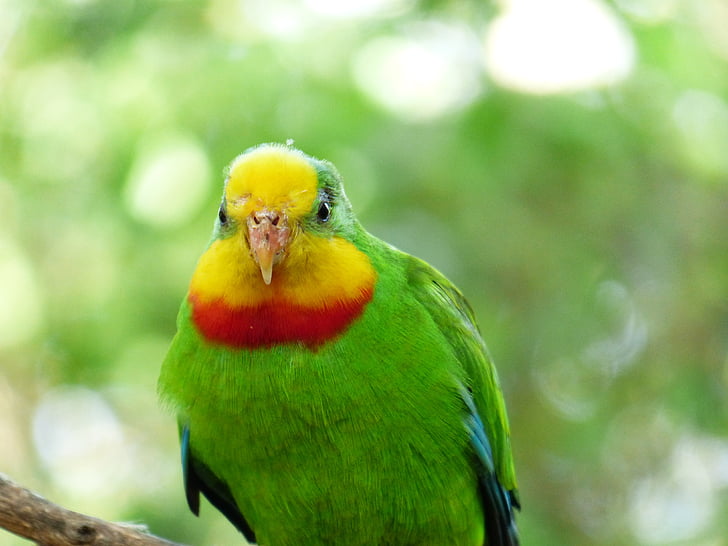 sign parakeet, bird, parrot, polytelis swainsonii, australian, yellow, red