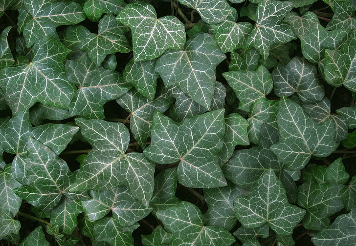 leaves, leaf, plant, green, garden, nature, texture