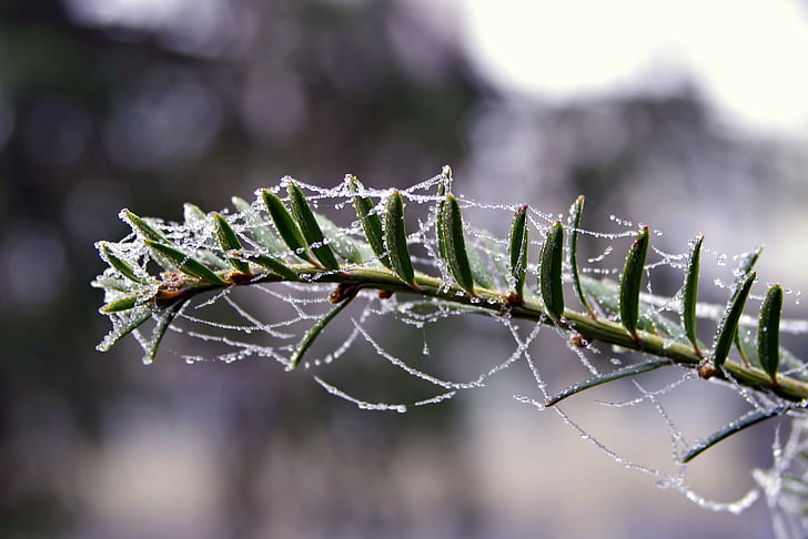 Fichte, Spinnennetz, Eis, nicht kalt, Frost, gefrostet, Morgen