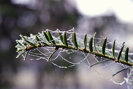spruce, cobweb, ice, not cold, frost, frosted, morning