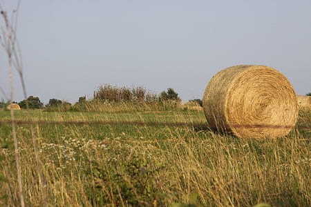 hay bale, field, hay, meadow, countryside, agriculture, bale